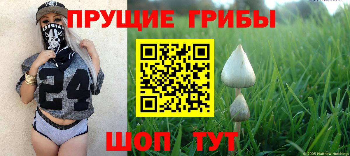 Псилоцибиновые грибы мицелий Тамбов
